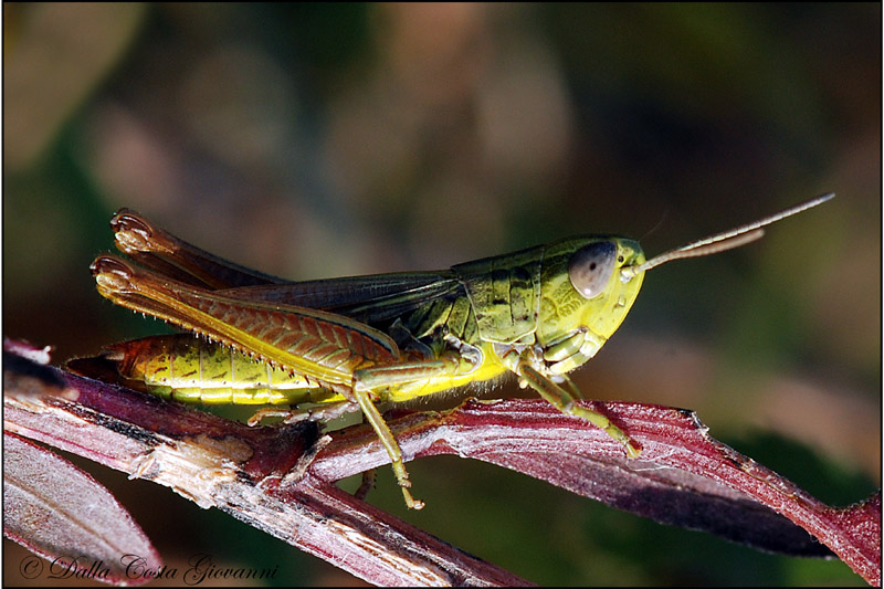 Cavalletta: Euchorthippus declivus